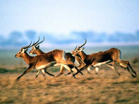 budowa stron internetowych Piła