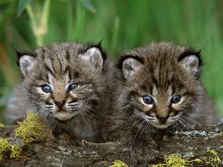 jowisz reklama w Pile