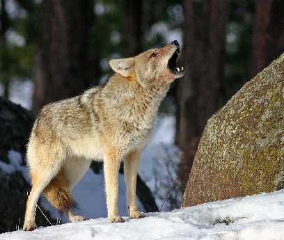 tworzenie strony www Pila