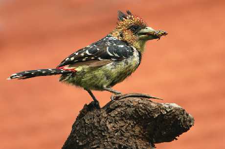 tworzenie strony www Szczecin