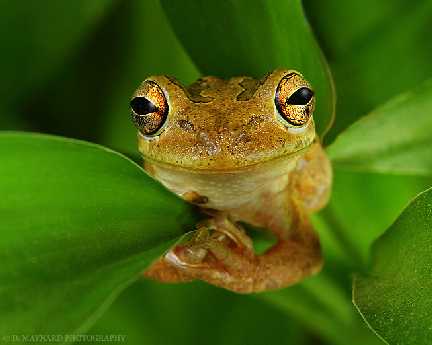 projektowanie stron www Piła