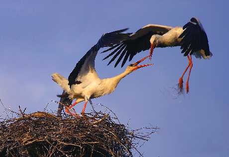 budowa stron www Kańczuga