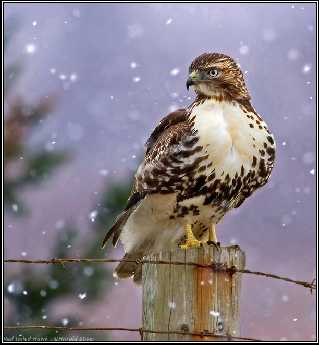 tworzenie stron www Piła