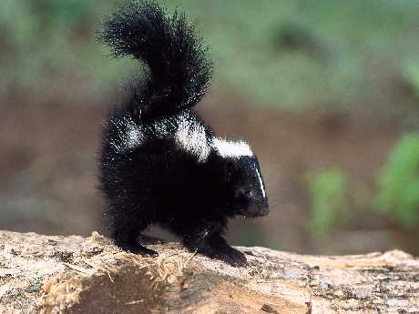 projektowanie sklepów www Piła