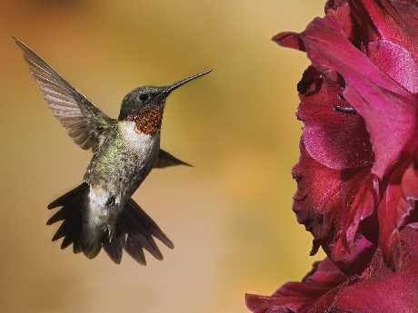 tworzenie stron internetowych Piła