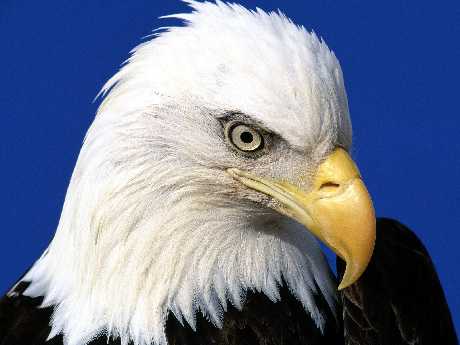 Piła pozycjonowanie tanio