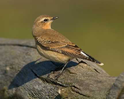 tworzenie sklepów internetowych Piła