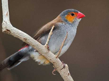 Wałcz projektowanie sklepów www