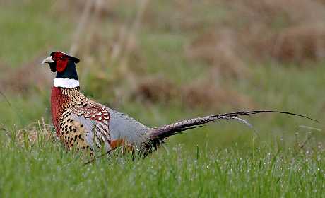 pozycjonowanie stron www Piła