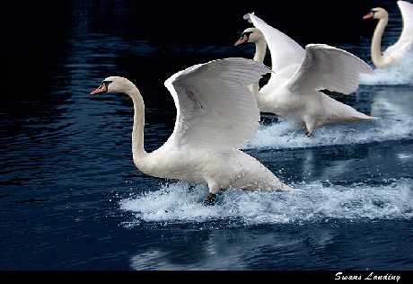 strony internetowe Piła