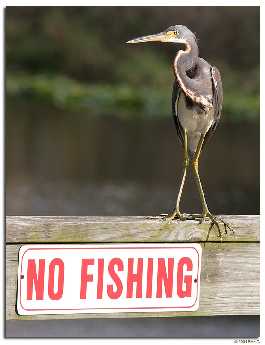 projektowanie stron internetowych Piła