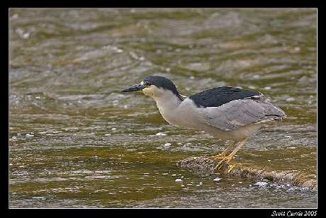 projektowanie stron Piła