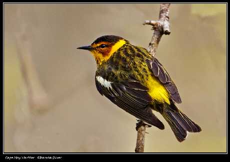 projektowanie stron www Piła