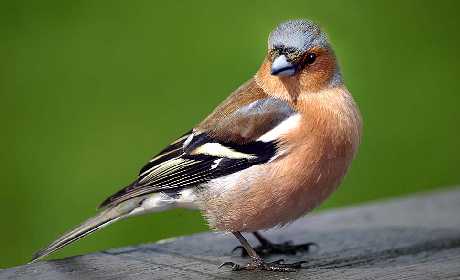 projektowanie stron Piła