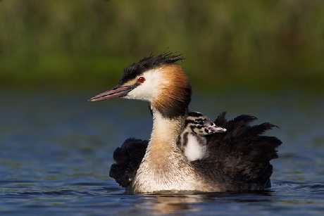 Piła strony internetowe