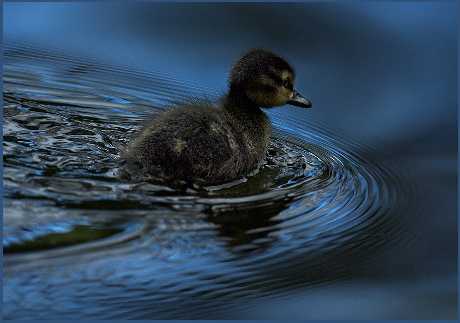 Piła sklepy internetowe