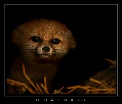 jowisz reklama w Pile