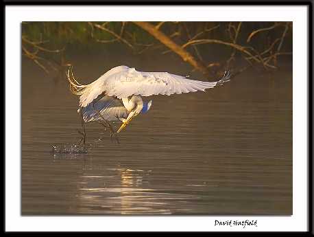 Piła strony internetowe