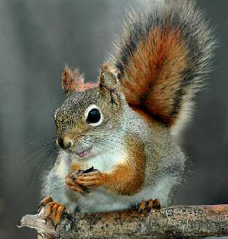 projektowanie sklepu internetowego Piła