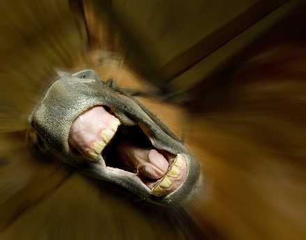 tworzenie stron www Piła