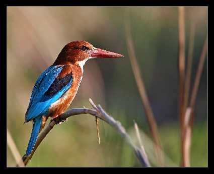 strony internetowe Żory