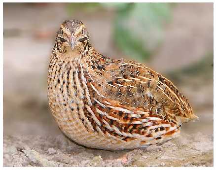 projektowanie stron Piła