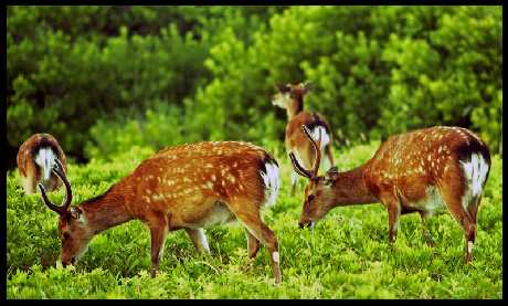 Piła strony internetowe