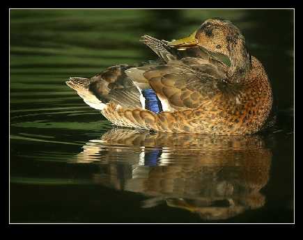 tworzenie stron internetowych Piła