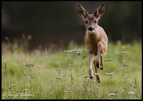projektowanie stron internetowych Piła