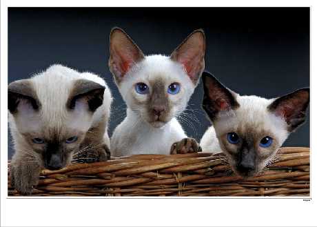 tworzenie sklepu www Piła