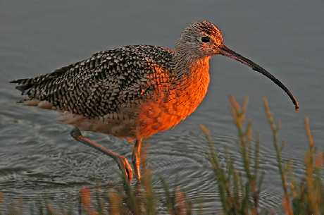 projektowanie stron Piła