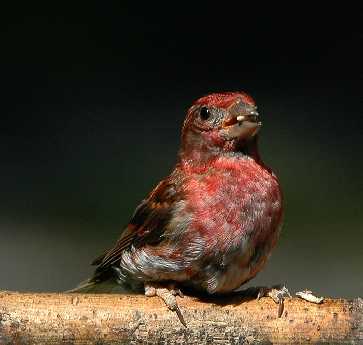 tanie strony internetowe Witnica