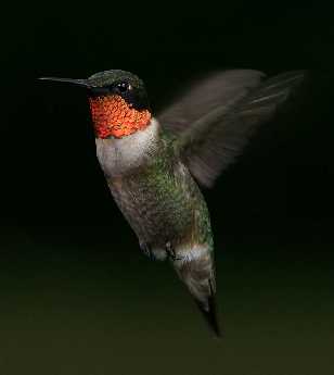 strony internetowe Piła