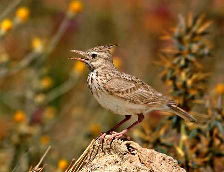 projektowanie stron www Piła