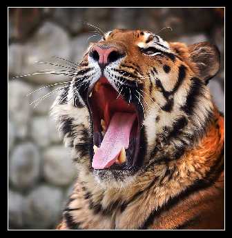 tworzenie strony internetowej Szczecin