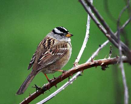 tworzenie stron www Piła