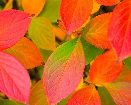 strony internetowe Piła