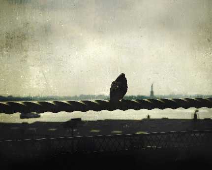 tworzenie stron www Piła