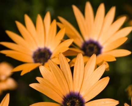 strony internetowe Żory cena