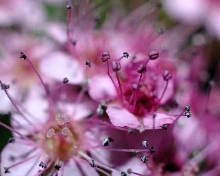 tworzenie stron www Piła