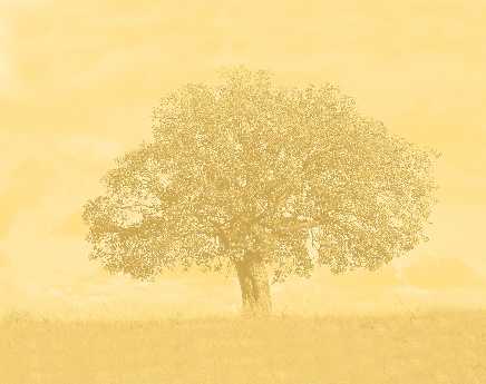 projektowanie stron www Piła