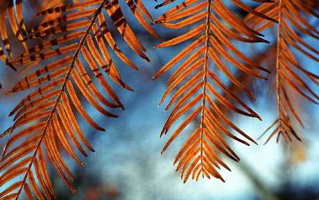 projektowanie strony internetowej Łomianki