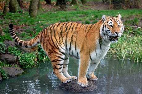 tworzenie sklepu www Piła