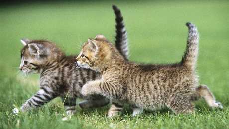 tworzenie stron Złotów