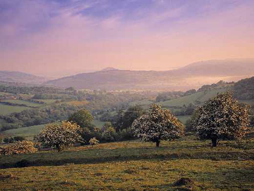 tworzenie stron Piła