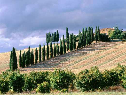 tworzenie stron www Piła