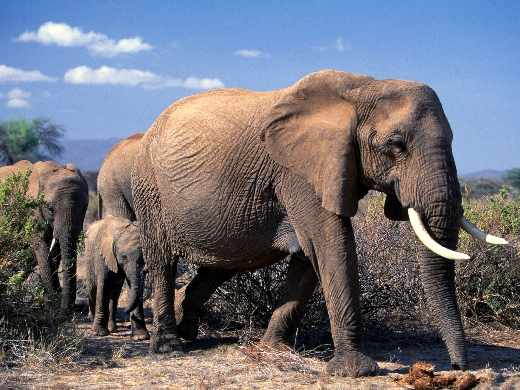 Piła pozycjonowanie