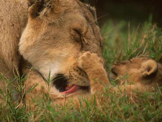 Pila projektowanie sklepow internetowych