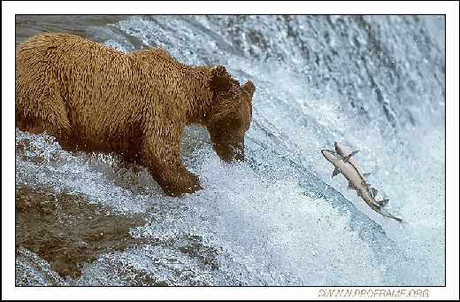 projektowanie stron internetowych Piła