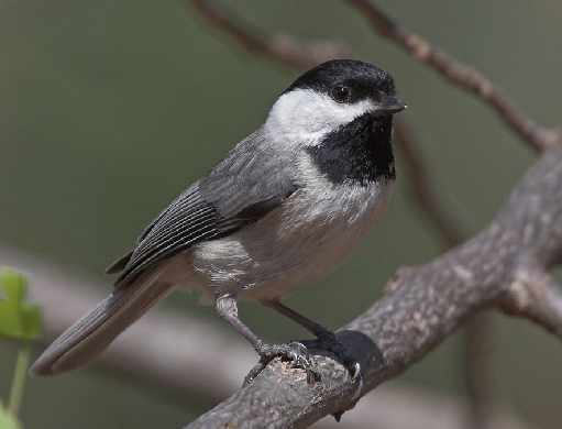 tworzenie stron internetowych Piła